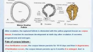 9 General Embryology Corpus Luteum and its Fate [upl. by Katherin]