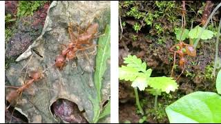 weaver ants vs yellow crazy ants weaverants ants tamilnadu antwars [upl. by Naivad]