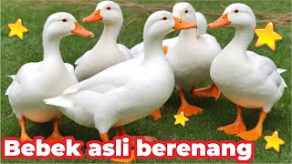 BEBEK  BEBEK ADUS KALI LAGU DJ  BEBEK ADUS KALI JAWA  BEBEK ASLI BERENANG DI DANAU BERSAMA IKAN [upl. by Urbas788]