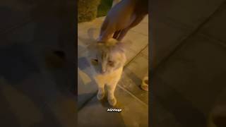 ആളു കൊള്ളാല്ലോ 😂🐈 Street Cat  Animals Malayalam Fun Dub  AQ shorts youtubeshorts cat [upl. by Tsepmet644]