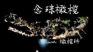 第547弹：科普时间！带你深入了解念珠橄榄Commiphora speyl Somalia的独特之处！ [upl. by Odnumyer]