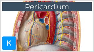 Pericardium  Definition Function amp Layers  Human Anatomy  Kenhub [upl. by Ahmar]