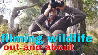 out and about filming wildlife in the perthshire hills Scotland [upl. by Luis]