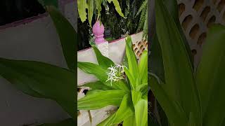 Sudarshan Plant Flowering  Crinum Latifolium shorts floweringplants terracegarden [upl. by Tinaret]