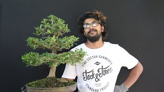 බොන්සායි පලු ගස quotManikara haxendraquot sl bonsai art [upl. by Hemminger]