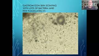 Fish disease case nr 272 Gastromyzon with parasites Cryptobia and bacterial infection [upl. by Warton]