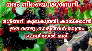 ഈ രണ്ടു കാര്യങ്ങൾ ചെയ്താൽ മരം നിറയെ മൽബറി 💯 👍mulberry malayalam fruit viralvideo [upl. by Nyrak283]