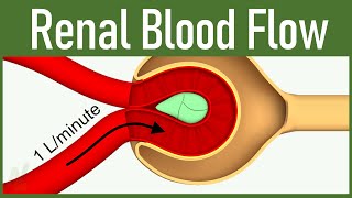 06 Renal Blood Flow [upl. by Lotsyrk]