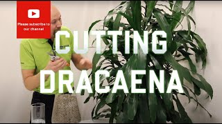 Cutting from a Dracaena [upl. by Llerej496]