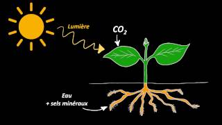 Nutrition et organisation des végétaux chlorophylliens 5e [upl. by Alleram]