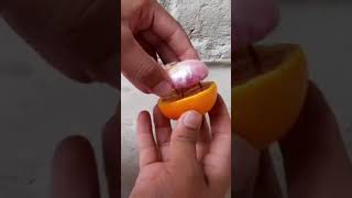 Simple Method Propagation Of Apple Tree From A Apple With Onions Gast Rooting In Water And Soil 100 [upl. by Caren]