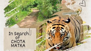 Navegaon Ramdegi Gate Tadoba  In search of Chota Matka🐅 [upl. by Nebe]