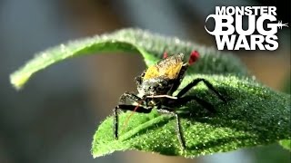 Flag Tailed Assassin Bug vs Golden Carpenter Ant  MONSTER BUG WARS [upl. by Nosiddam703]