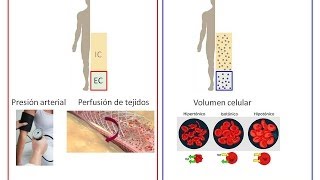 Clase Virtual sobre Regulación del Volumen Circulante Efectivo [upl. by Acnaiv926]