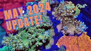 May 2024 Reef Tank Updates [upl. by Aiclef138]