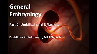 General Embryology part VII Umbilical cord amp Placenta [upl. by Aketahs]