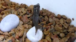 Anolis carolinensis hatching [upl. by Annaiv]