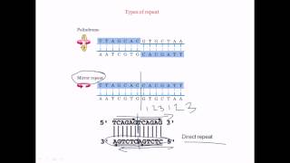 Direct repeat palindrome mirror repeat [upl. by Elyod321]