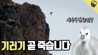 태어나면서부터 헬 난이도로 살아야하는 흰뺨기러기 [upl. by Ytsirhc99]