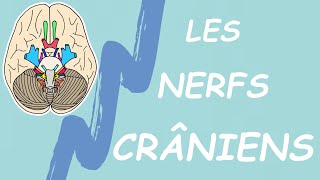 RETENIR LES NERFS CRÂNIENS EN 5 MIN MNÉMOTECHNIQUES [upl. by Isnyl745]