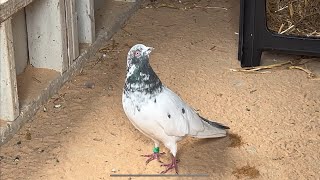 New quotPakistani Highflyersquot and quotOld Pigeon Racing Teamquot [upl. by Ahsrop]