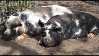 Kinderboerderij liedje en filmpje van dieren op de kinderboerderij [upl. by Naynek]