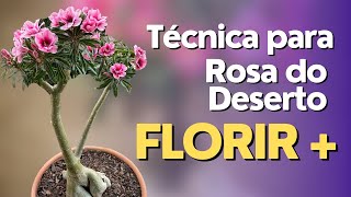 Técnica simples para Rosa do Deserto FLORIR MAIS [upl. by Grunenwald]