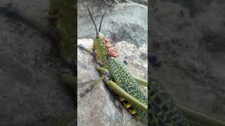 African Locust after the rainfall locusts wildlife [upl. by Asoramla]