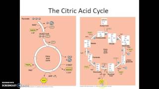 AP Biology Cellular Respiration Overview [upl. by Eenwat373]