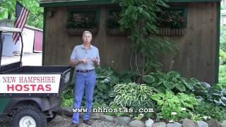 How To Keep Slugs amp Snails Out Of Your Hosta Garden [upl. by Ayatnohs]