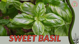 SWEET BASIL Information and Growing Tips Ocimum basilicum [upl. by Nivej426]