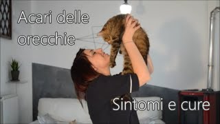 Acari nelle orecchie di un gatto sintomi e rimedi casalinghi [upl. by Vernor]