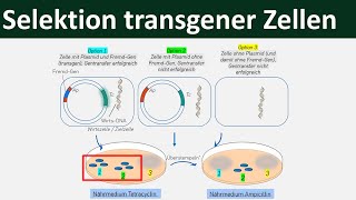 Selektion transgener Zellen  Ampicillin Tetracyclin Gentechnik 57 [upl. by Einehpets]