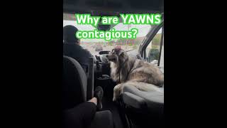 Contagious yawns  puppy malamutepuppies music trump dogecoin [upl. by Legim476]