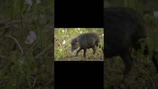 Protoceratops andrewsi vs tayassu pecari vsedit vs edit paleontology animals pecari peccary [upl. by Eila]