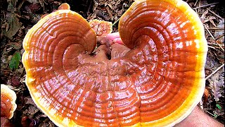 Ganoderma lucidum  HRASTOVA SJAJNICA [upl. by Anglim]