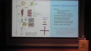 Biomineralization and biomaterials Apatite and the human body [upl. by Markus]