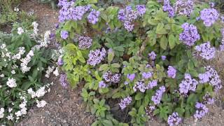 Heliotropium arborescens White amp Purple Helitrope [upl. by Nodnab231]