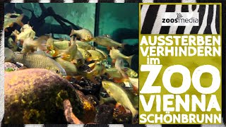 Zoo Vienna ThermalKARPFEN amp ausgestorbene ROTFEDERN  zoosmedia [upl. by Anileba22]