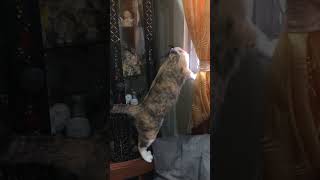 Naglalaro si cali ytshorts shortvideo catlover fyp cat [upl. by Delfeena623]