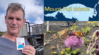 Mount Fuji thistles Japan  wildflowers pollinators and bears [upl. by Eninnaj41]