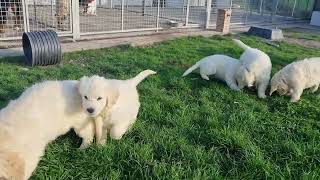 golden retriever de la colline d eole [upl. by Llet]