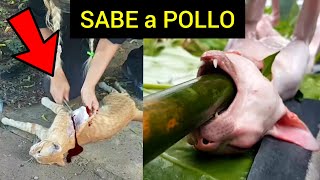 🐈‼CHINOS COMIENDO GATOS‼ 吃猫肉 eating cat meat comegatos gatoasado comiendogato [upl. by Edythe]