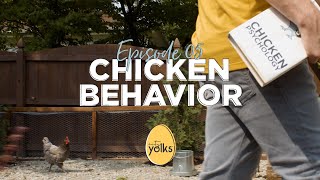 Backyard Chicken Behavior  What is Your Hen Telling You [upl. by Aicilana]