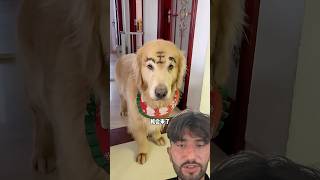 tobo ka face kharab kya dog doglover shortvideo shorts amazingfacts [upl. by Atiraj]