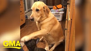 Hilarious yellow lab is so eager to get treats during his sister’s ‘sit’ lessons l GMA Digital [upl. by Nawaj]