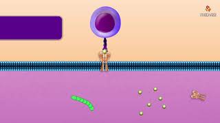 Cytotoxic T Cell  Microbiology and immunology Animations [upl. by Antebi]