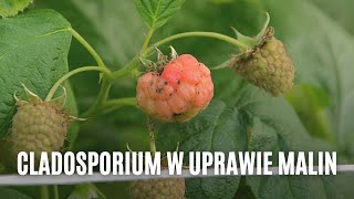 Cladosporium w uprawie malin pod osłonami [upl. by Zampino]