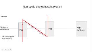 521 Photosynthesis d The lightdependent stage of photosynthesis [upl. by Ginger247]