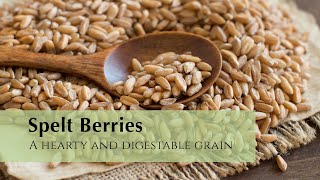 Spelt Berries A Hearty and Digestable Grain [upl. by Charlton]